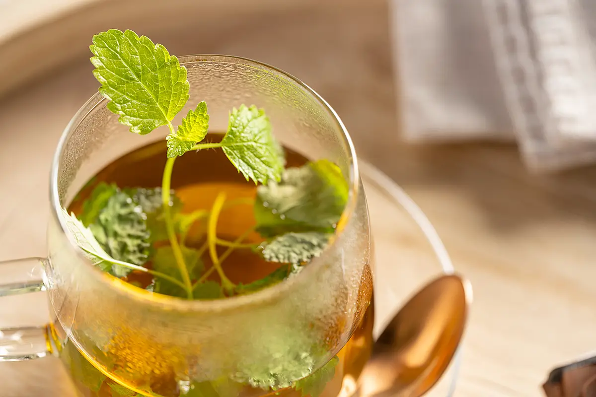 Teetasse 4er-Set | Transparent