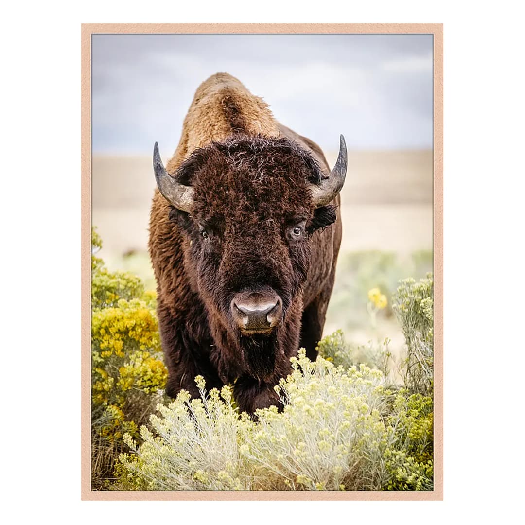 Bild North American Bison | Mehrfarbig