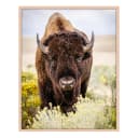 Bild North American Bison | Mehrfarbig
