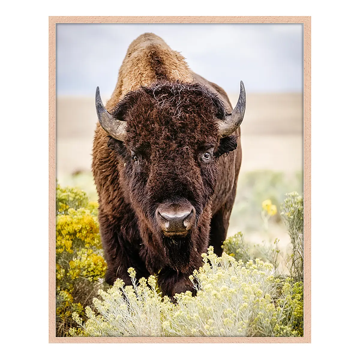 Bild North American Bison | Mehrfarbig