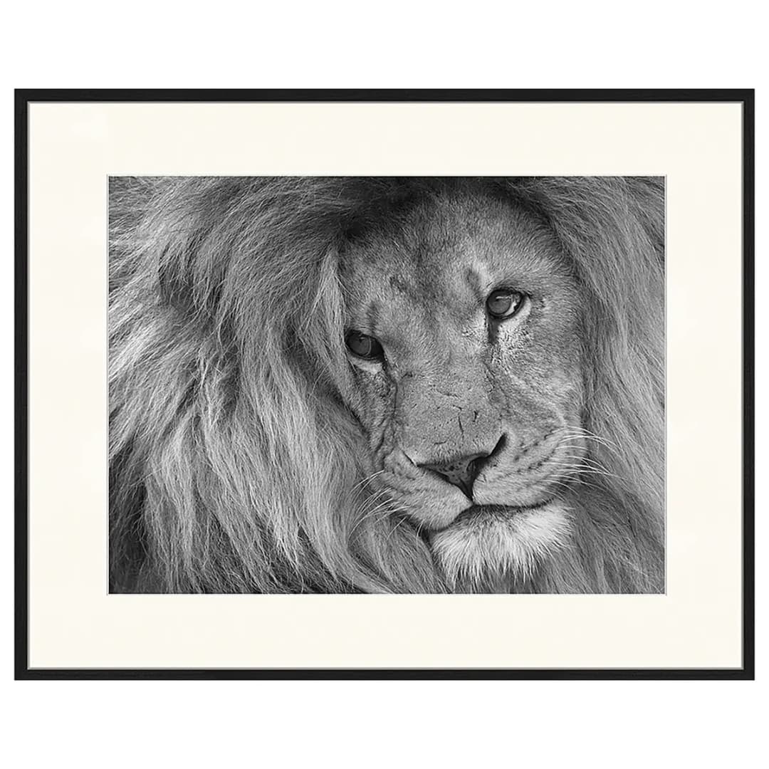 Bild Lion King | Mehrfarbig