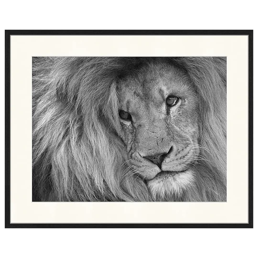 Bild Lion King | Mehrfarbig