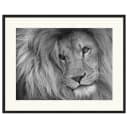 Bild Lion King | Mehrfarbig