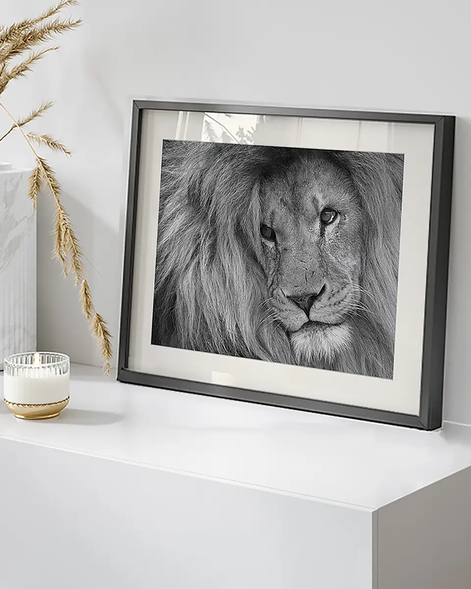 Bild Lion King | Mehrfarbig