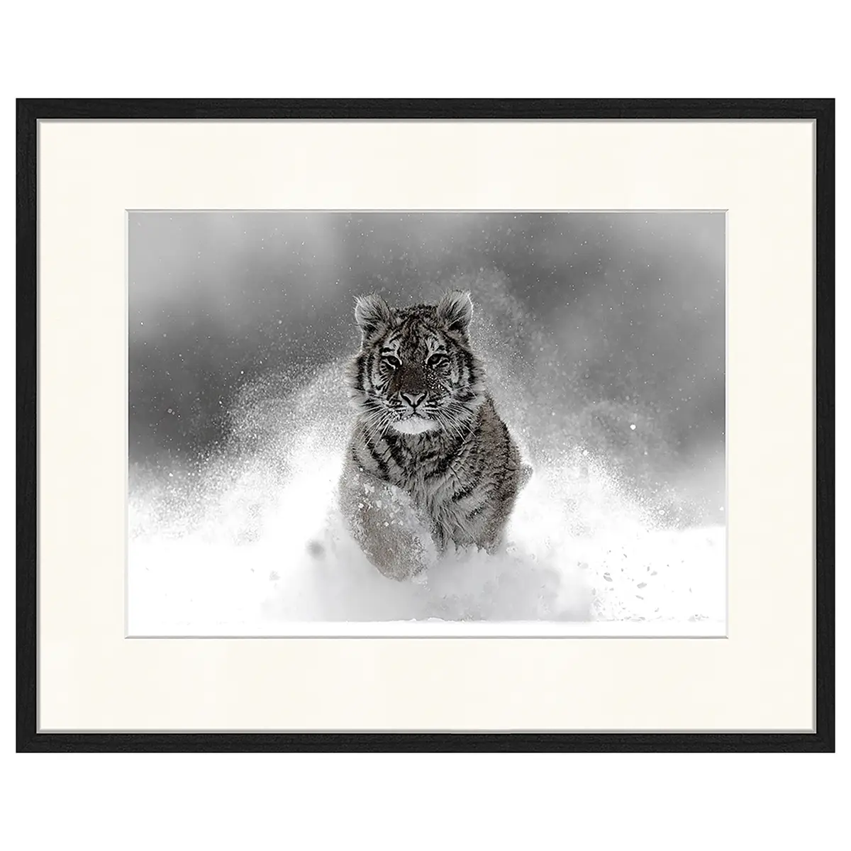 Any Image The Tiger Rahmen | Mehrfarbig