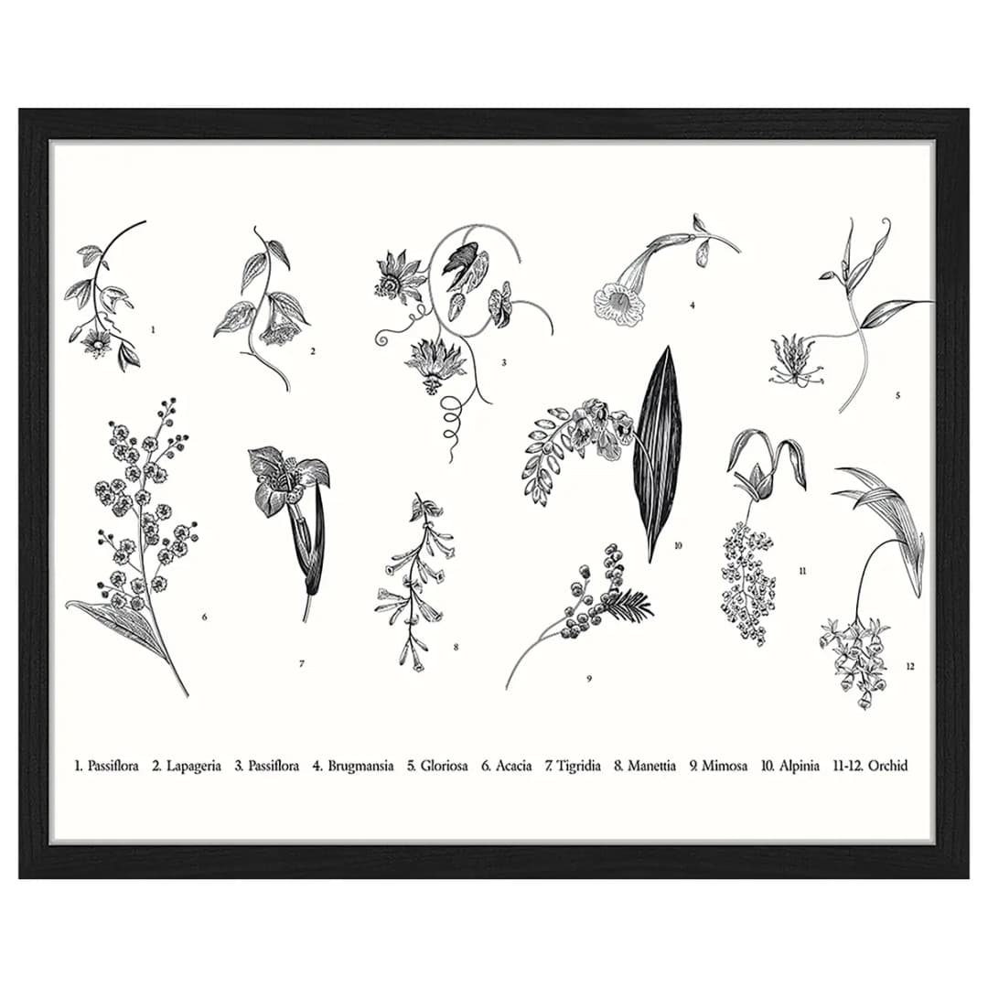 Bild Exotic Plants 43 x 53cm Multicolor | Mehrfarbig